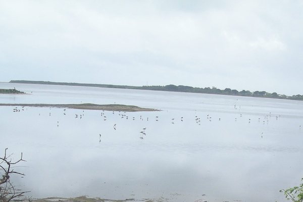 Waders on the shallow water of Bundala lagoon