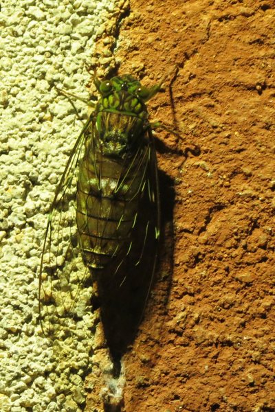Cicada resting on a wall