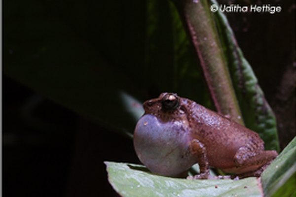 Common Shrub Frog calling with its vocal sac inflated, on a leaf