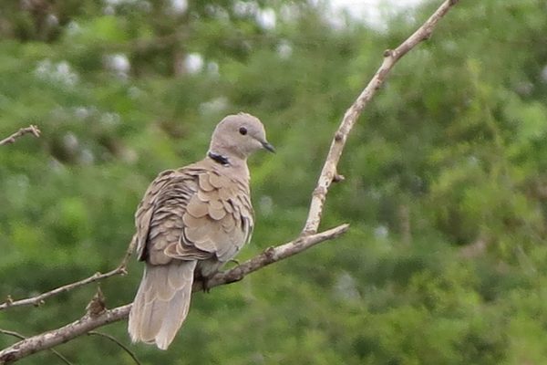Eurasian Collared Dove perched on a branch