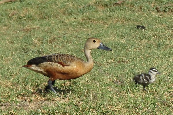 Lesser Whistling Duck with a duckling on grass