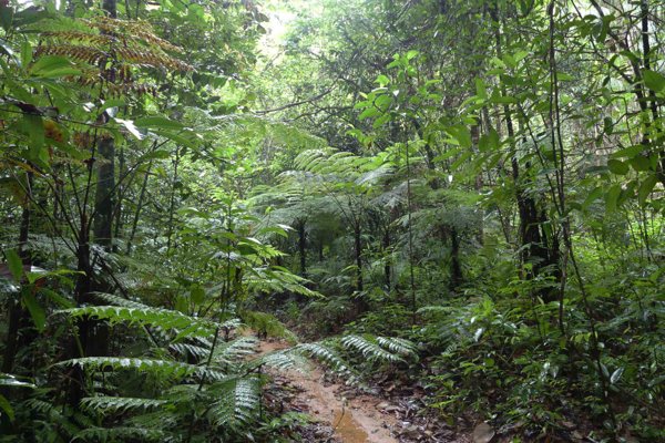 Forest path through Sinharaja rainforest with tree ferns