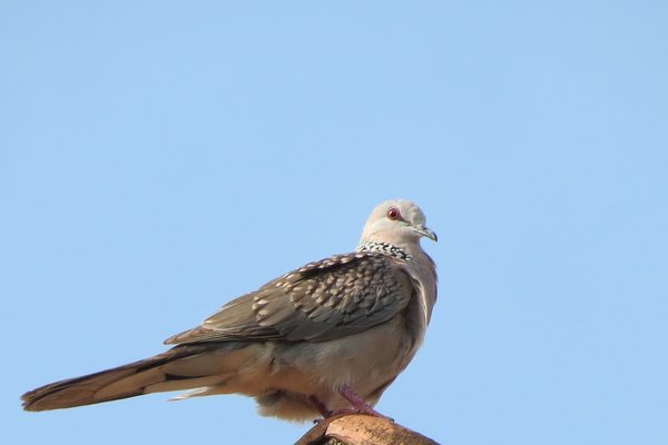 Spotted Dove perched against a blue sky