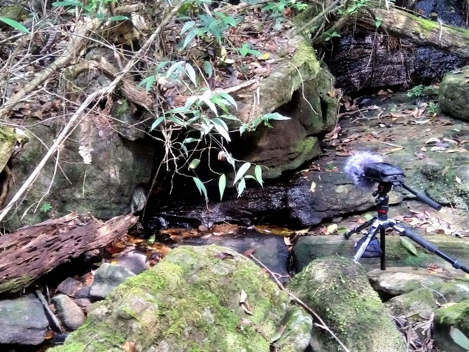 Sinharaja rainforest, Deniyaya, January 2020